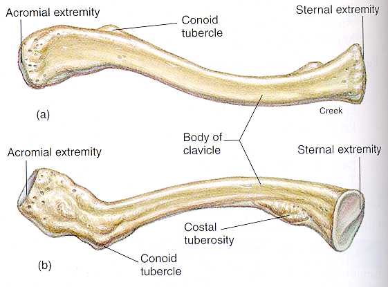 clavical